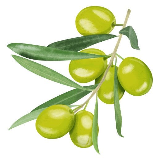 ERKEN HASAT SOĞUK SIKIM ZEYTİNYAĞI